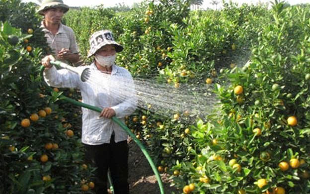 Quất cảnh Văn Giang – Duy trì Giá trị truyền thống, nâng cao kỹ thuật và phát triển bền vững thương hiệu trên thị trường.